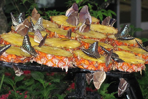 Butterfly Garden